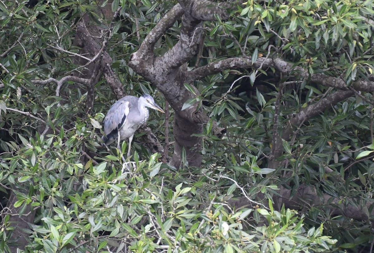 Gray Heron - ML632320213