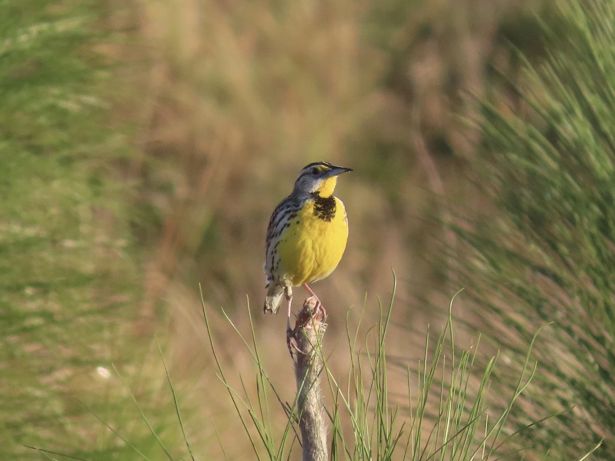 Eastern Meadowlark (Eastern) - ML632320214