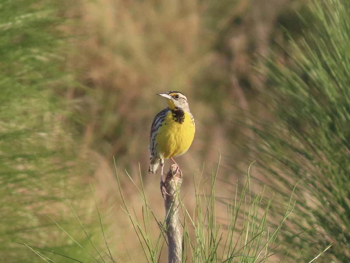 Eastern Meadowlark (Eastern) - ML632320215