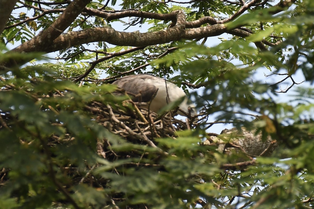 White-bellied Sea-Eagle - ML632320216