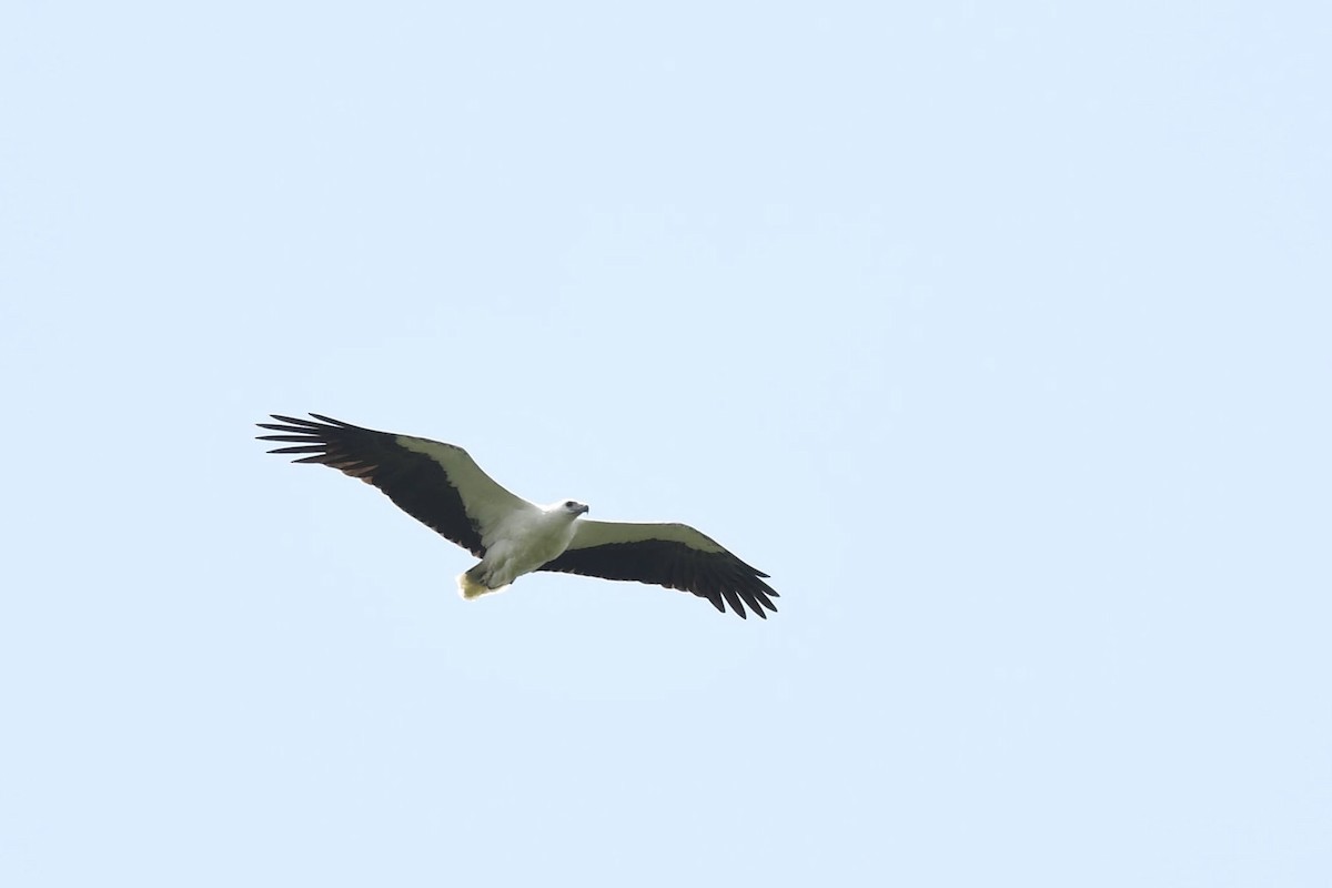 White-bellied Sea-Eagle - ML632320219