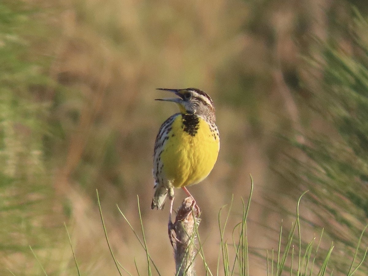 Eastern Meadowlark (Eastern) - ML632320220