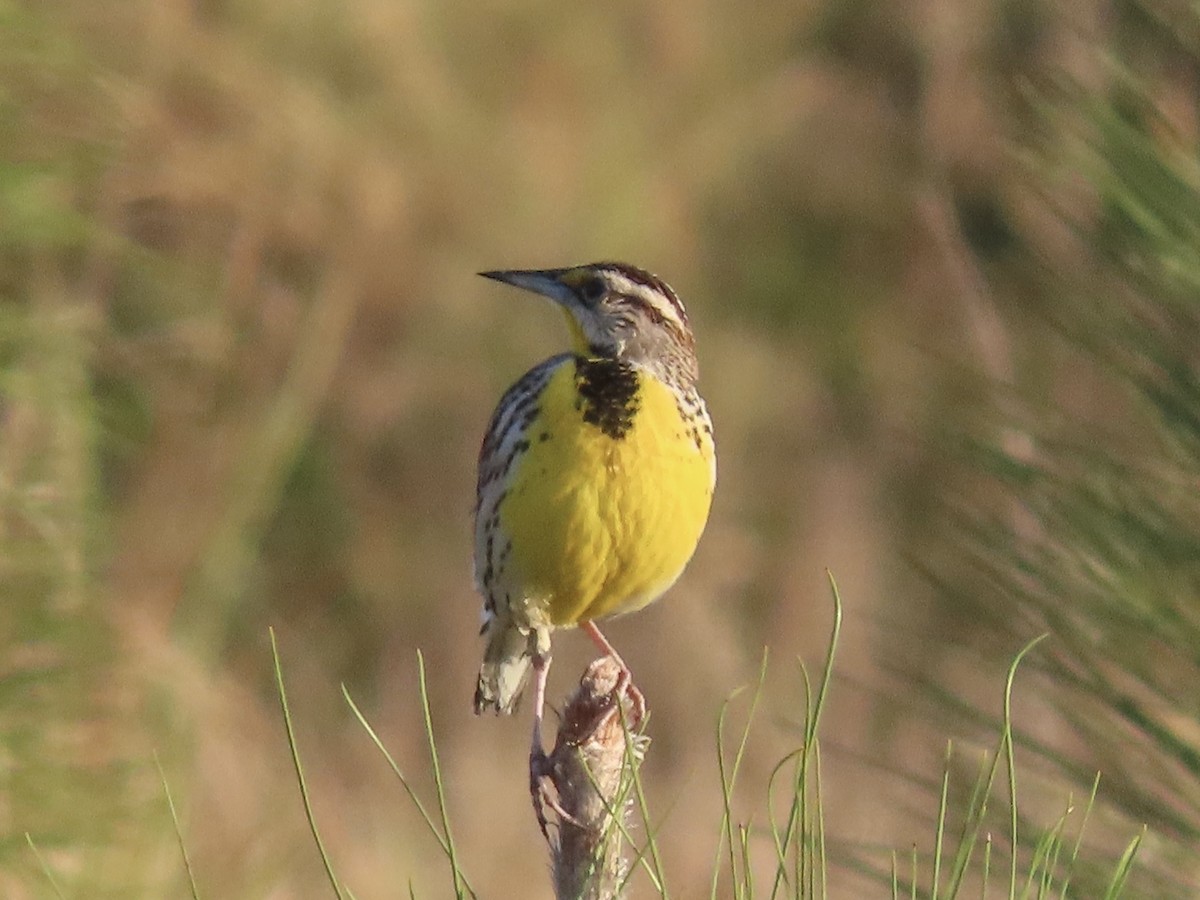 Eastern Meadowlark (Eastern) - ML632320222