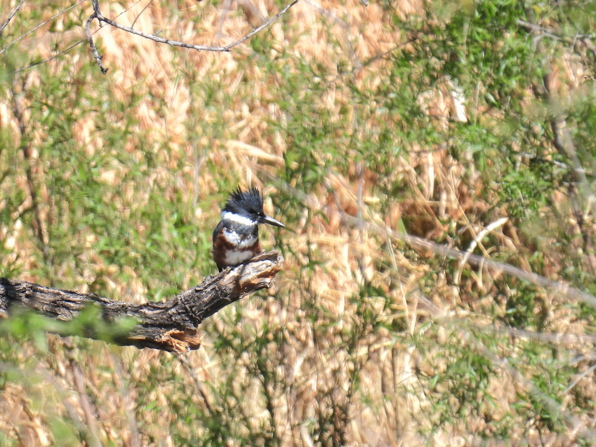 Belted Kingfisher - ML632320225