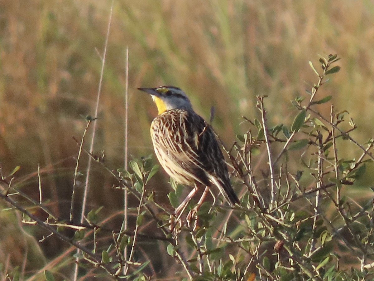 Eastern Meadowlark (Eastern) - ML632320236