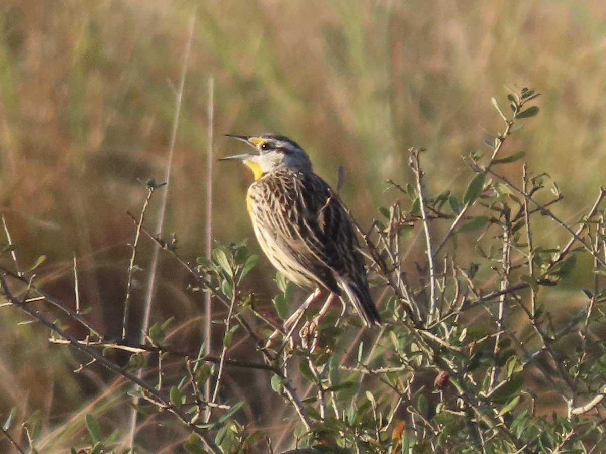 Eastern Meadowlark (Eastern) - ML632320237