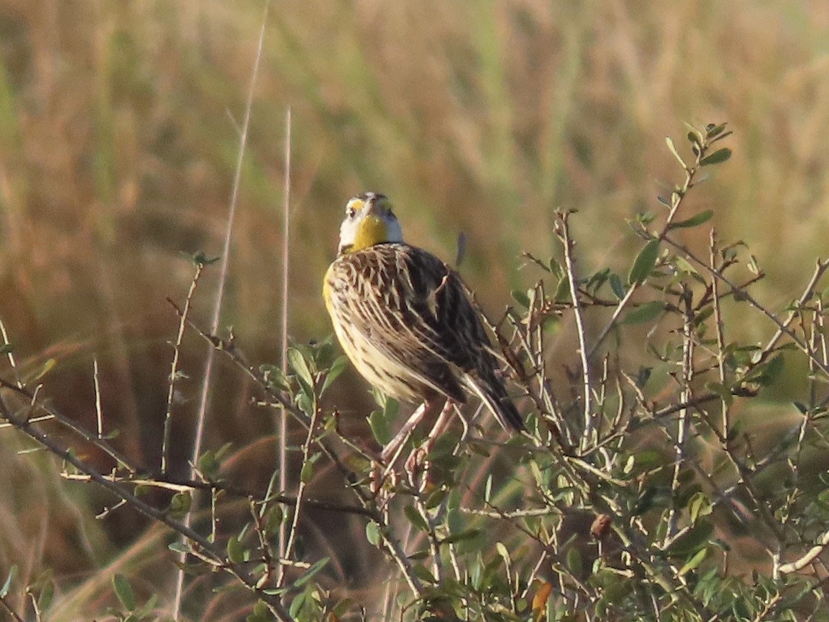 Eastern Meadowlark (Eastern) - ML632320238