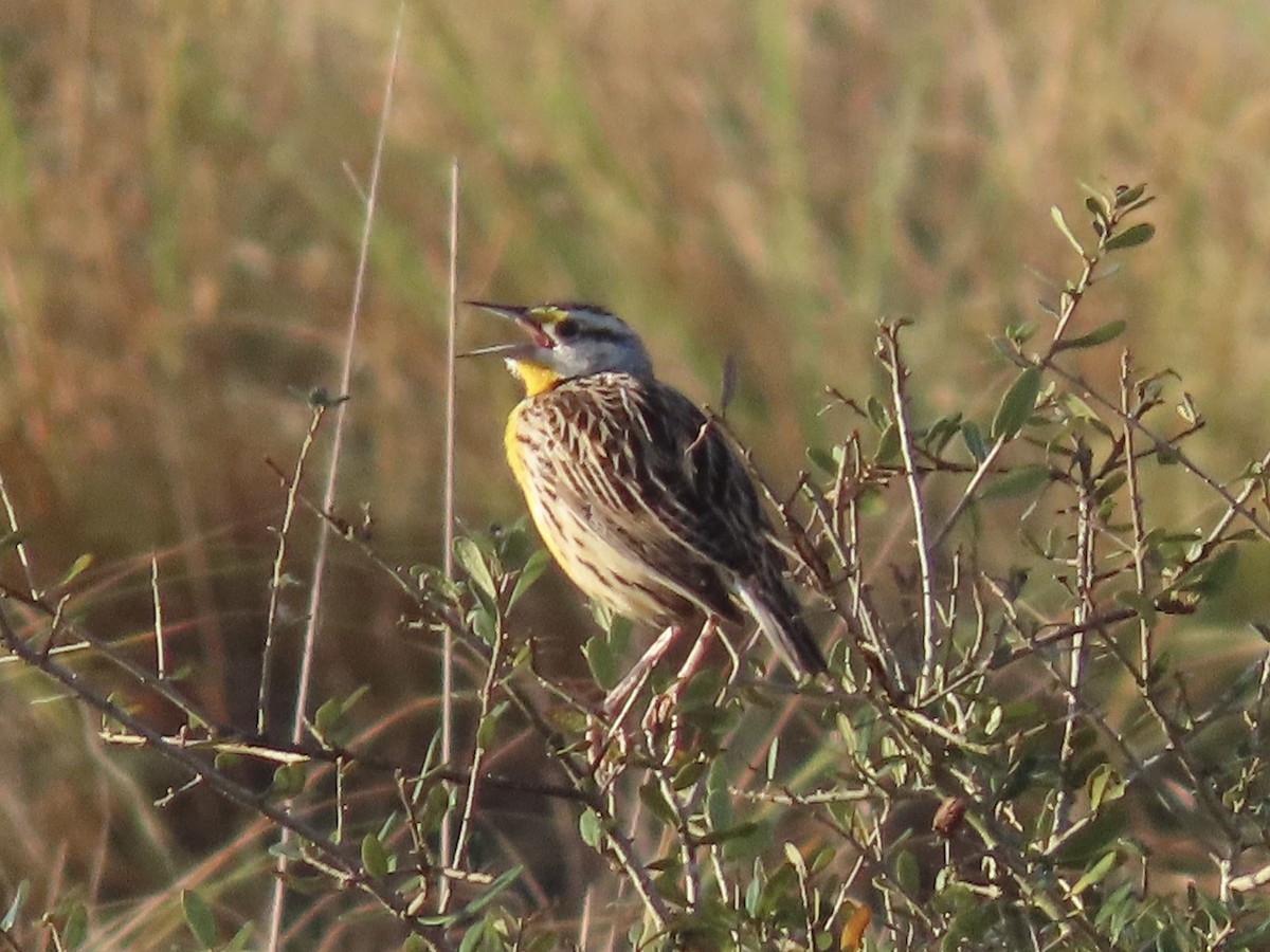 Eastern Meadowlark (Eastern) - ML632320239