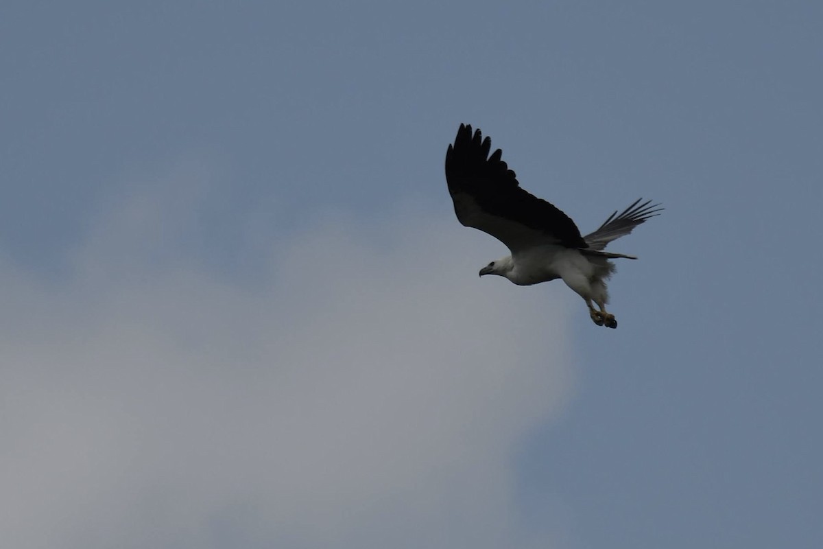 White-bellied Sea-Eagle - ML632320240