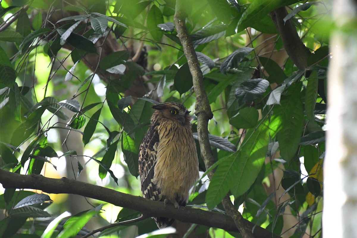 Buffy Fish-Owl - ML632320247