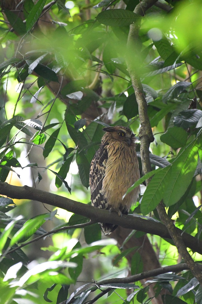 Buffy Fish-Owl - ML632320248