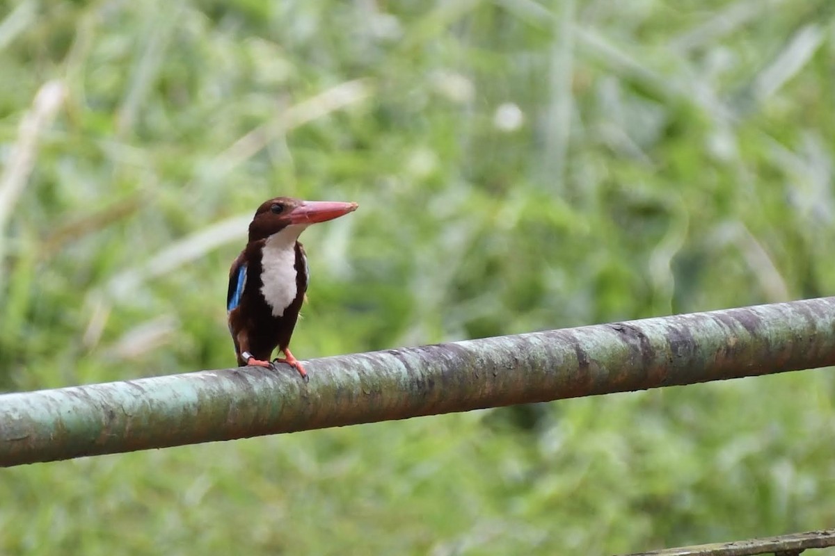 White-throated Kingfisher - ML632320253