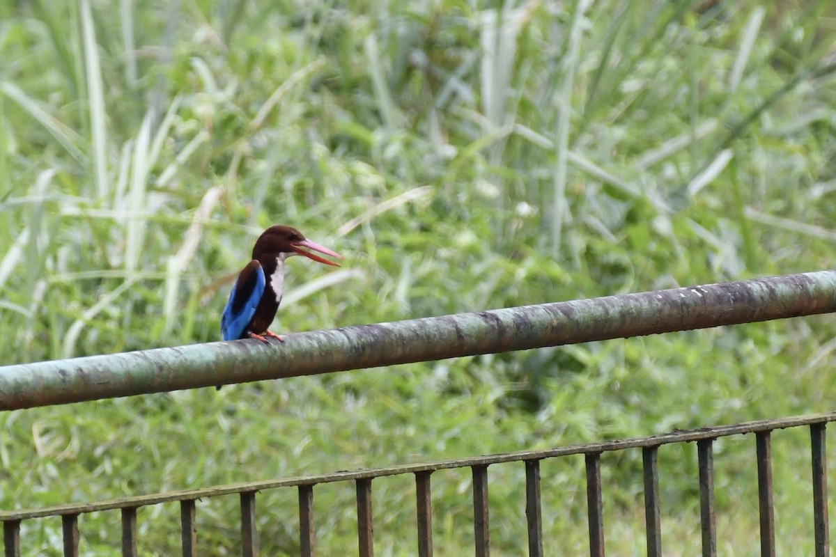 White-throated Kingfisher - ML632320254