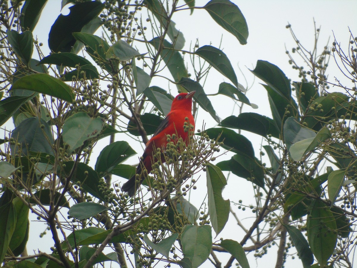 Scarlet Tanager - ML632320255