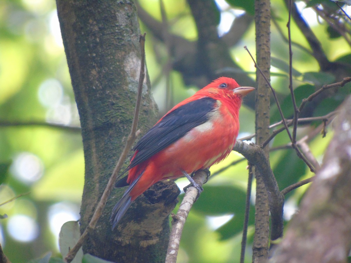 Scarlet Tanager - ML632320256