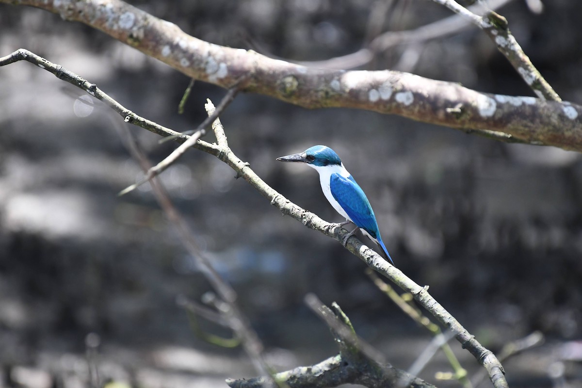 Collared Kingfisher - ML632320258