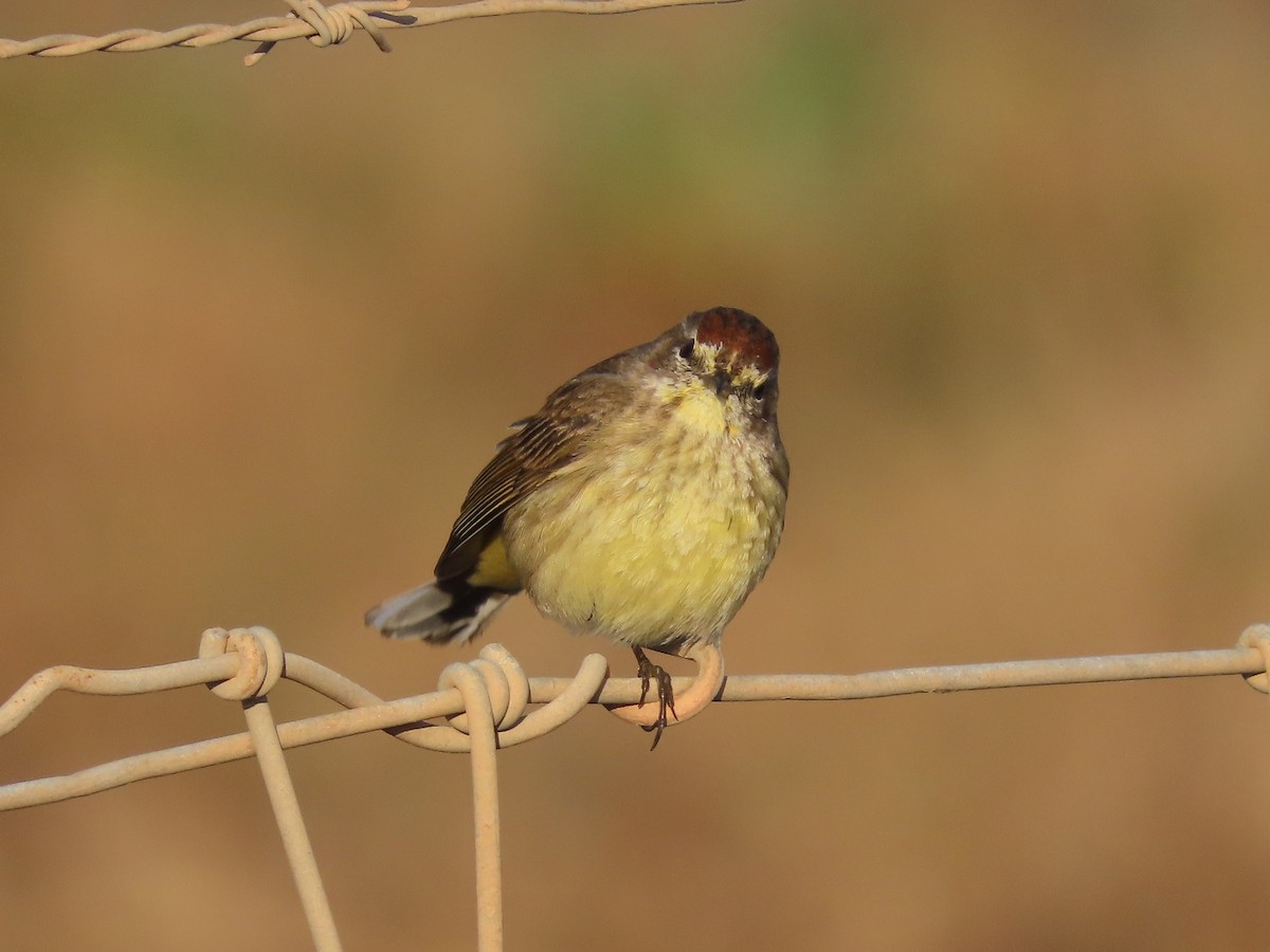 Palm Warbler (Yellow) - ML632320261