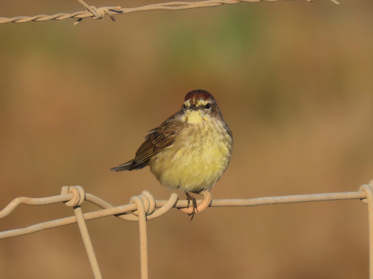 Palm Warbler (Yellow) - ML632320262