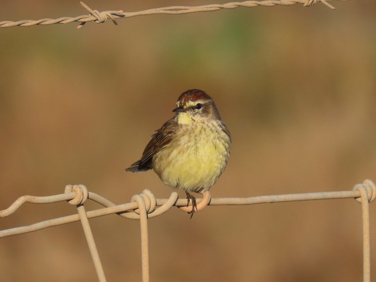 Palm Warbler (Yellow) - ML632320263