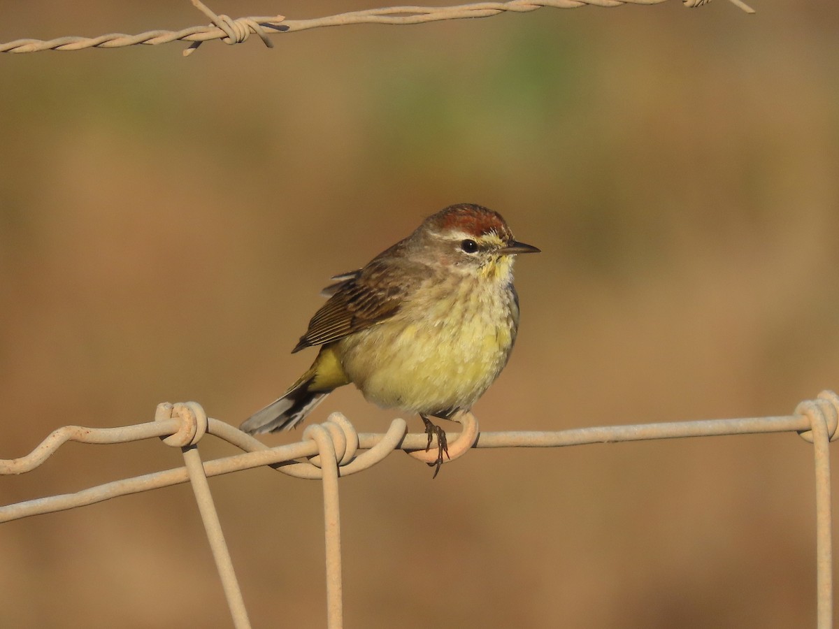 Palm Warbler (Yellow) - ML632320265