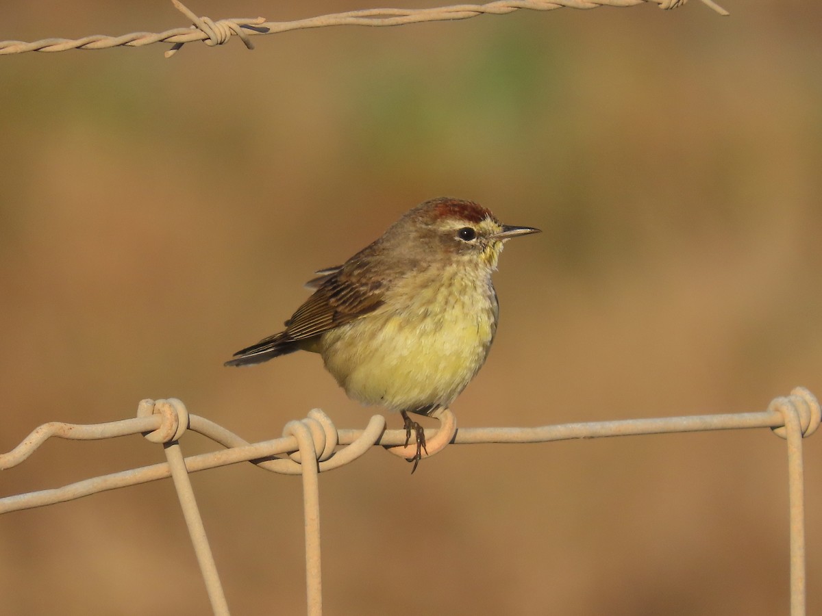 Palm Warbler (Yellow) - ML632320266