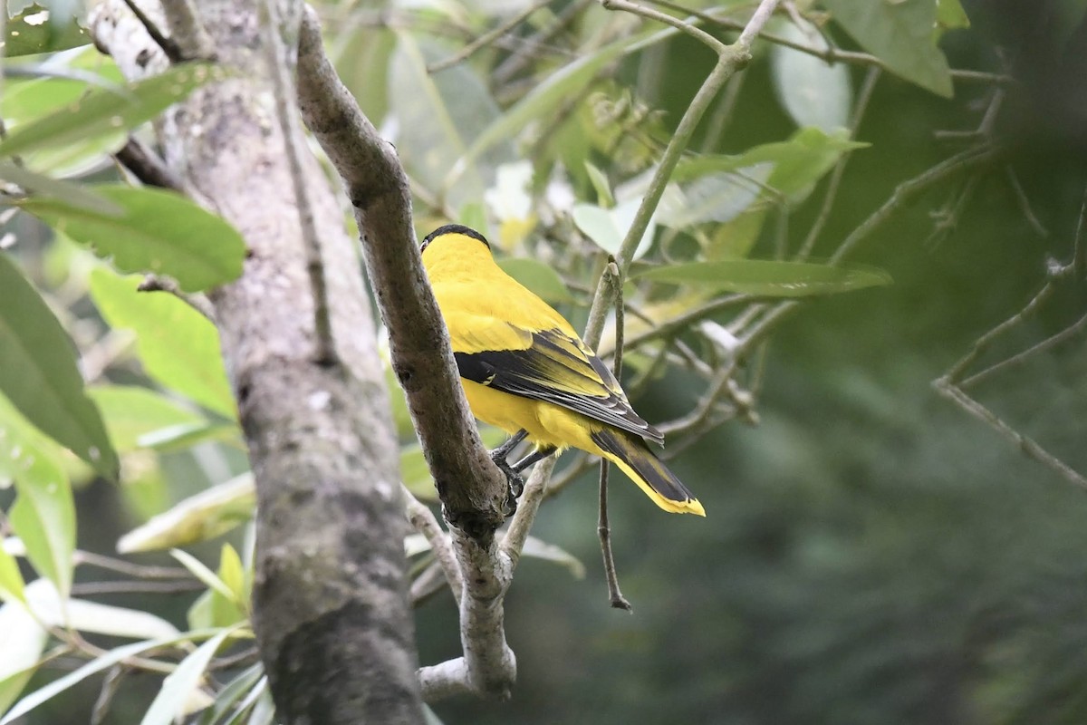 Black-naped Oriole - ML632320267