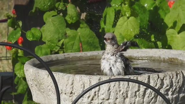 Northern Mockingbird - ML632320273