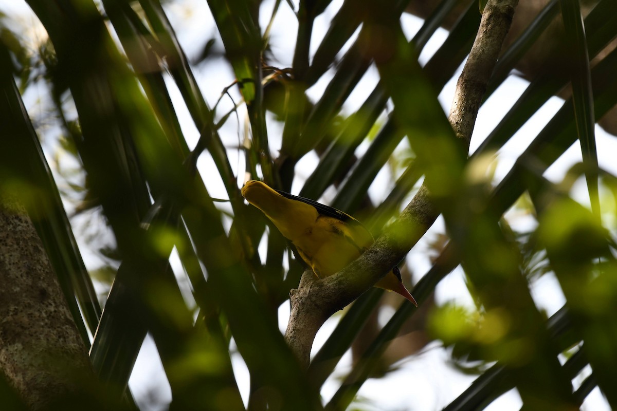 Black-naped Oriole - ML632320274