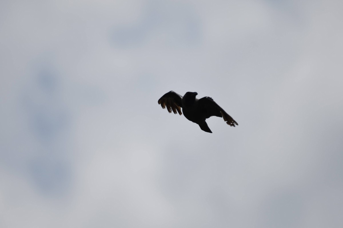 House Crow - ML632320281