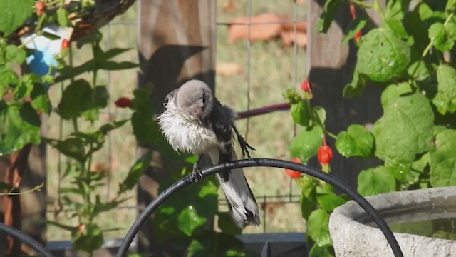 Northern Mockingbird - ML632320283