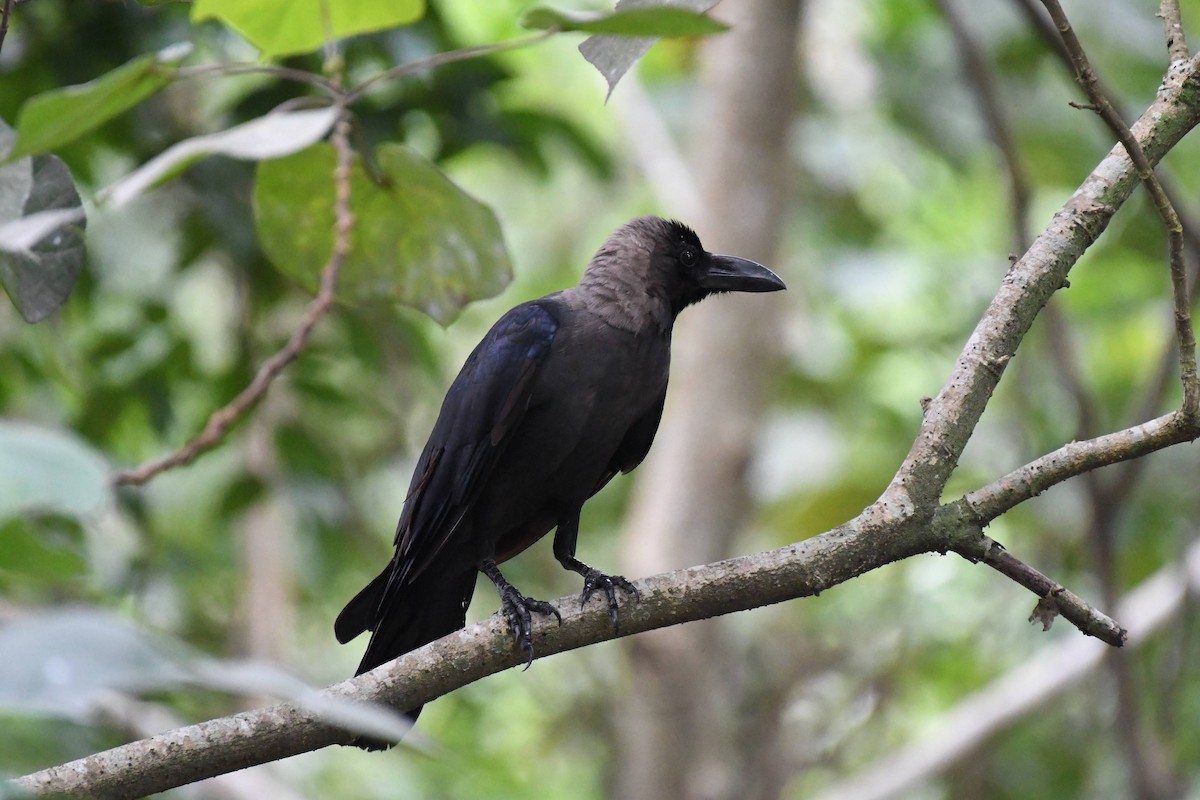 House Crow - ML632320284