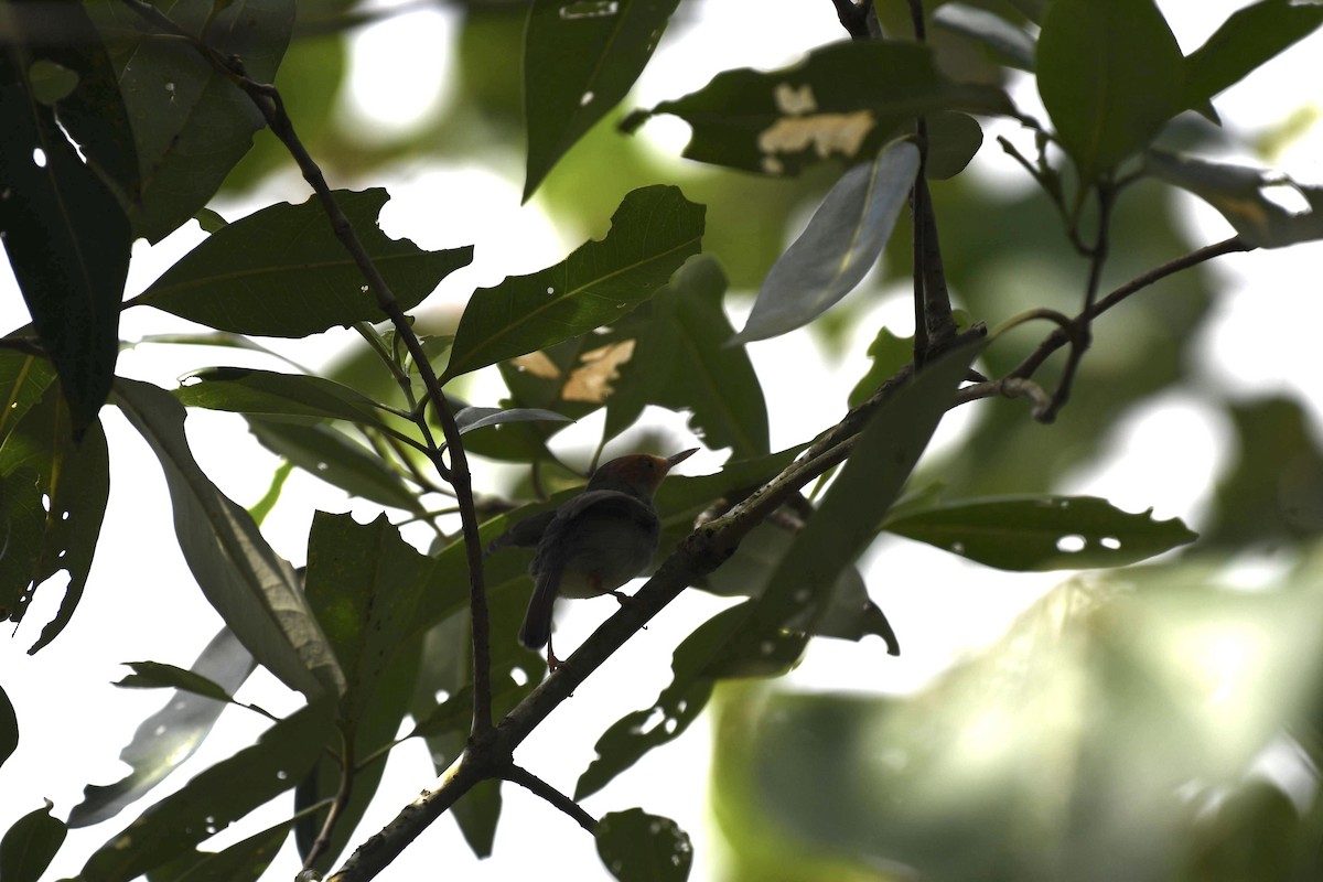 Ashy Tailorbird - ML632320307