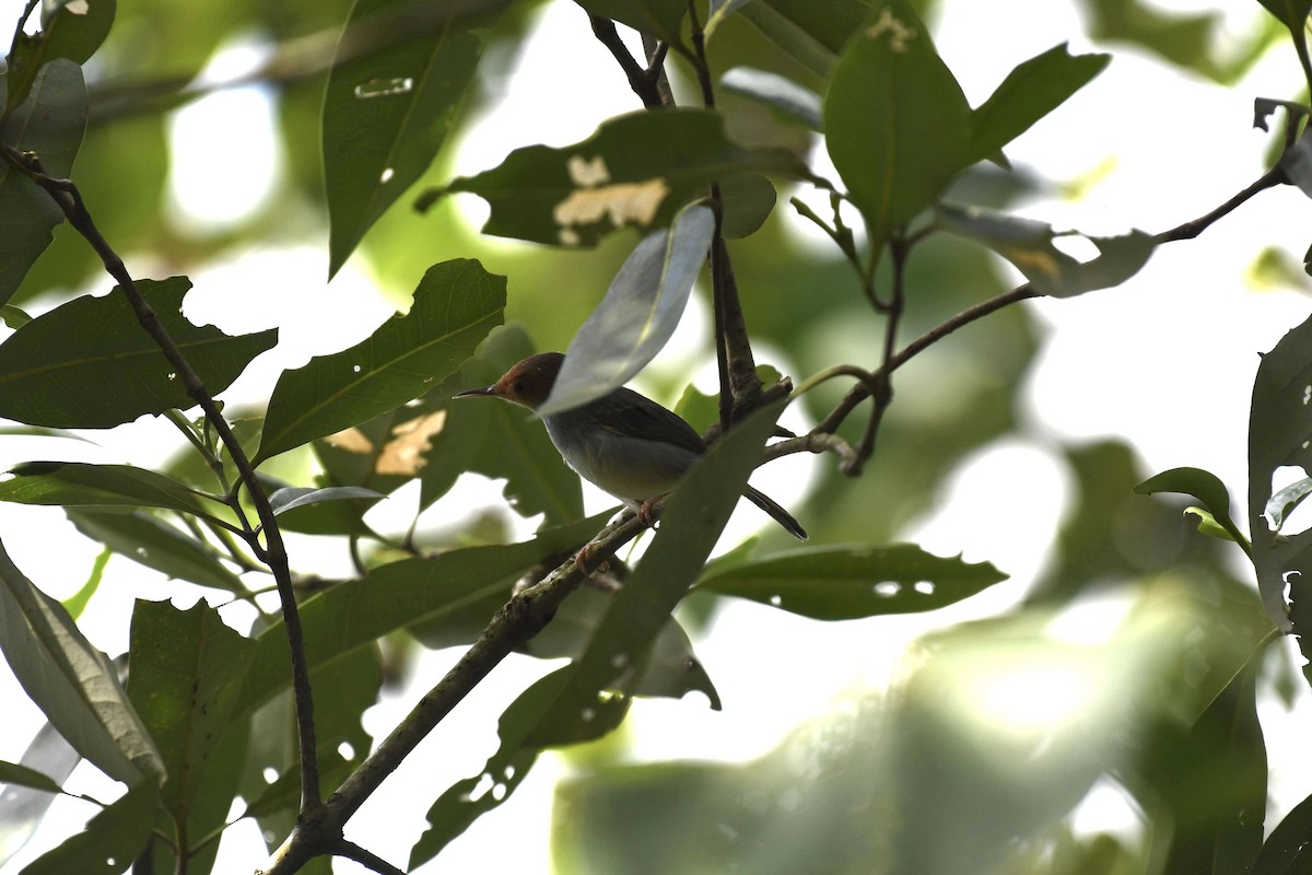 Ashy Tailorbird - ML632320308