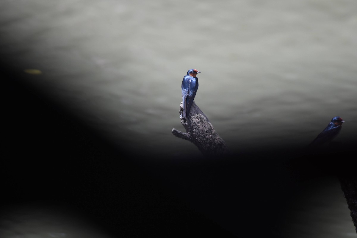 Pacific Swallow - ML632320319