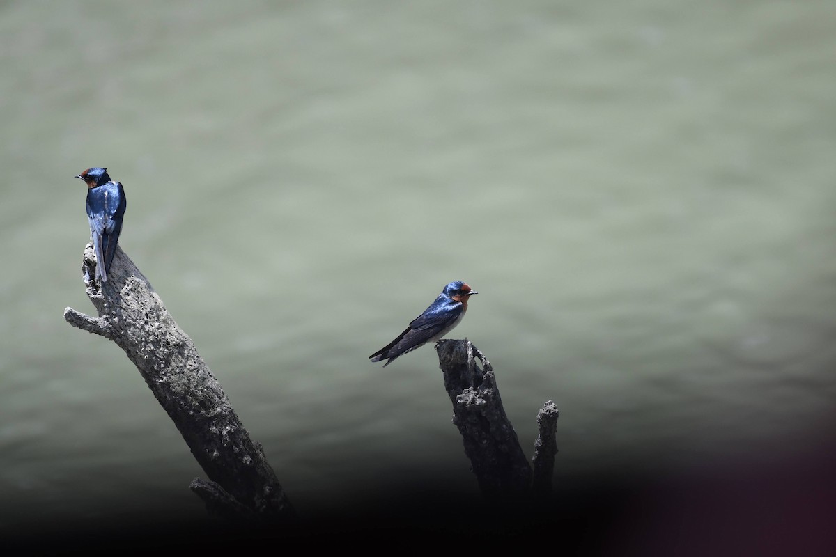 Pacific Swallow - ML632320320