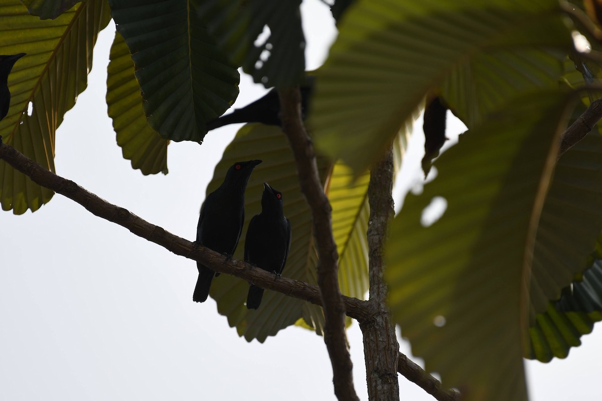 Asian Glossy Starling - ML632320324