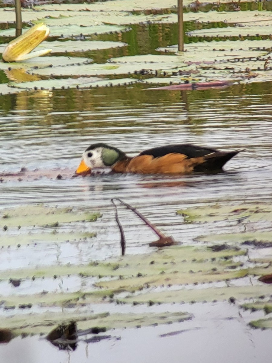 African Pygmy-Goose - ML632320339