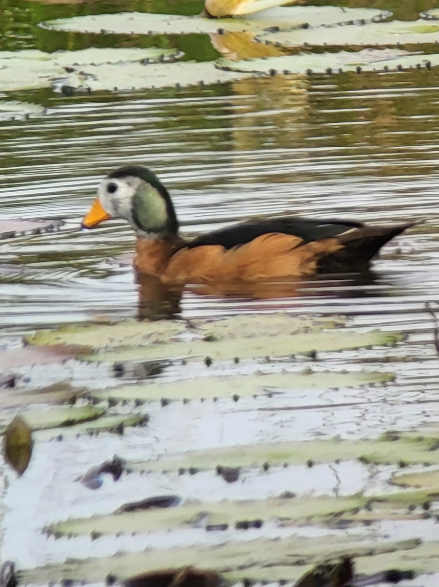 African Pygmy-Goose - ML632320341