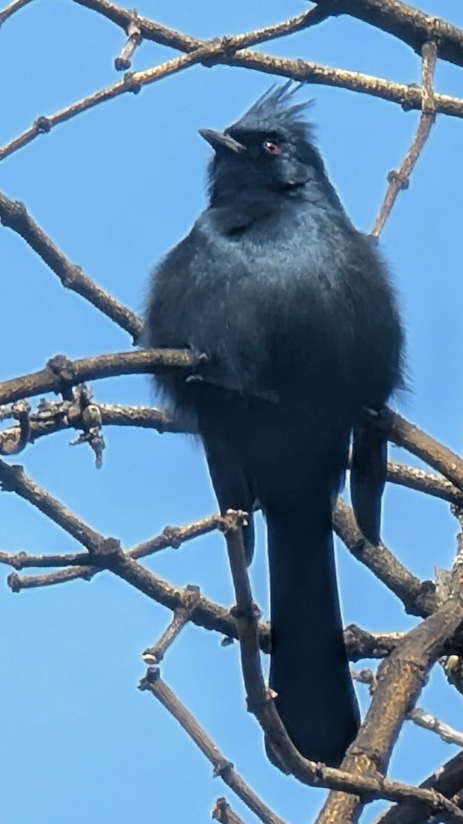 Phainopepla - ML632320403