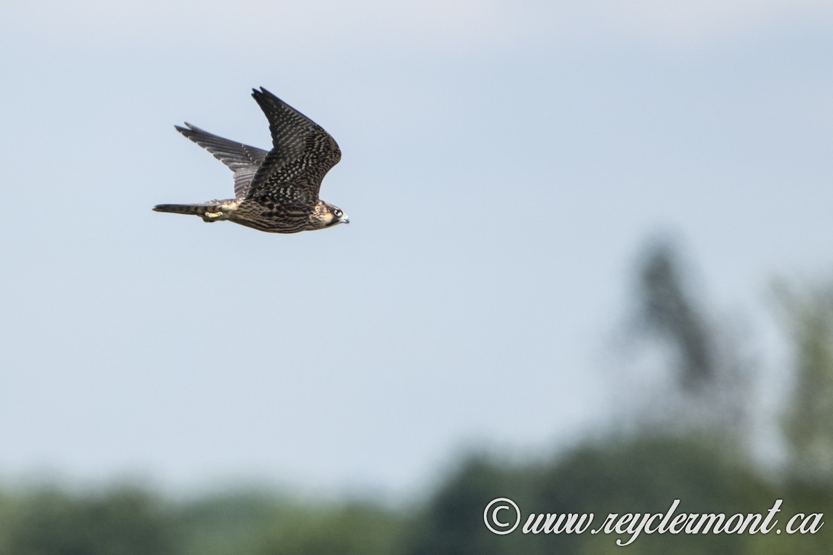 Peregrine Falcon - ML63232041