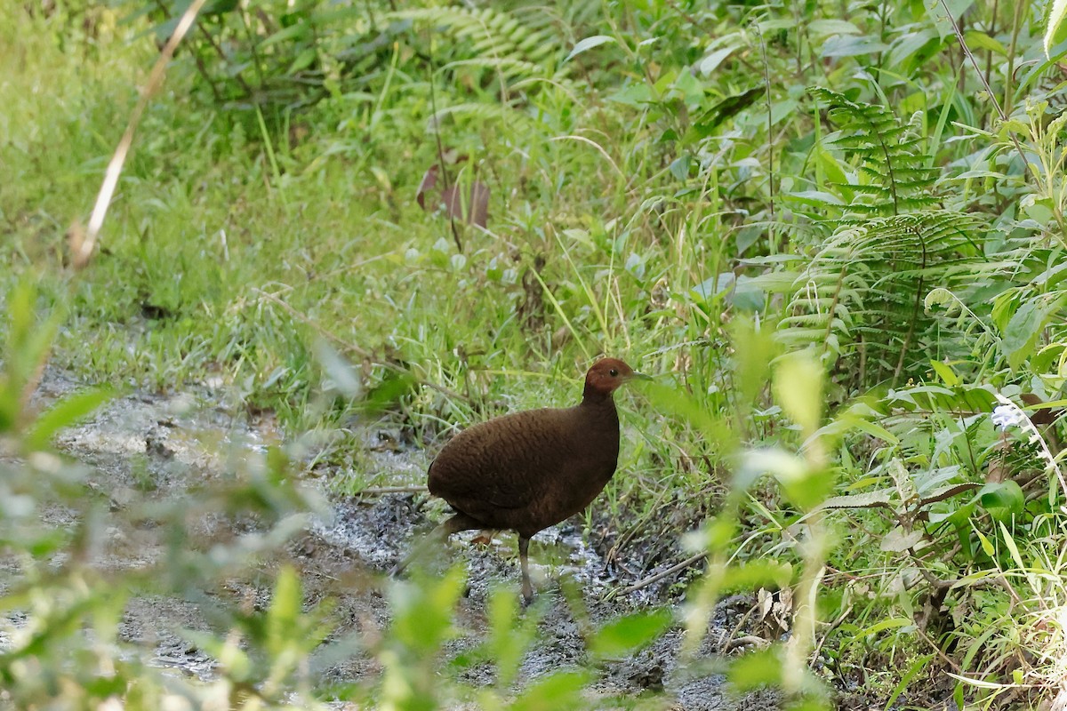 Tawny-breasted Tinamou - ML632320529
