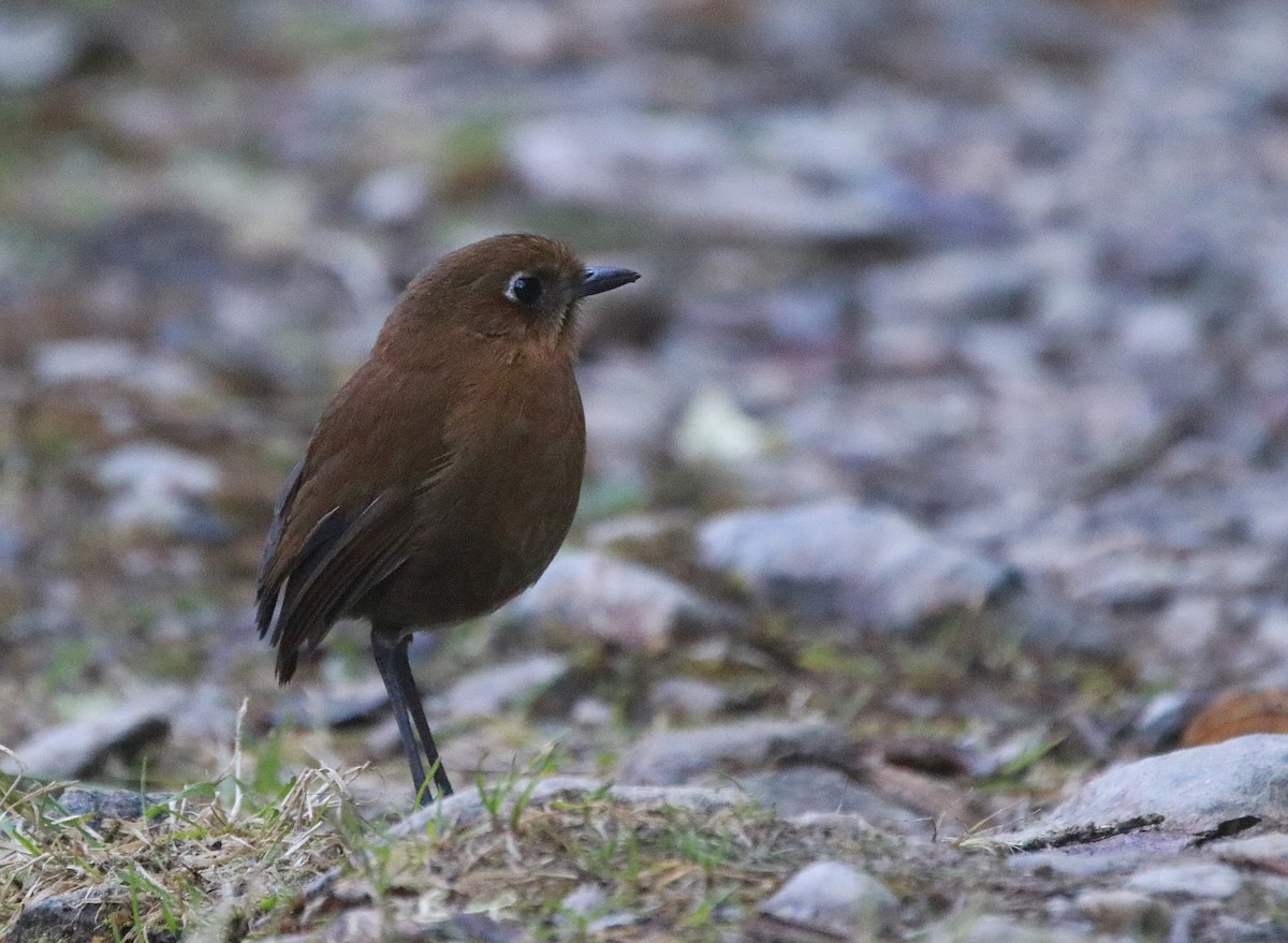 Sierra Nevada Antpitta - ML632320578