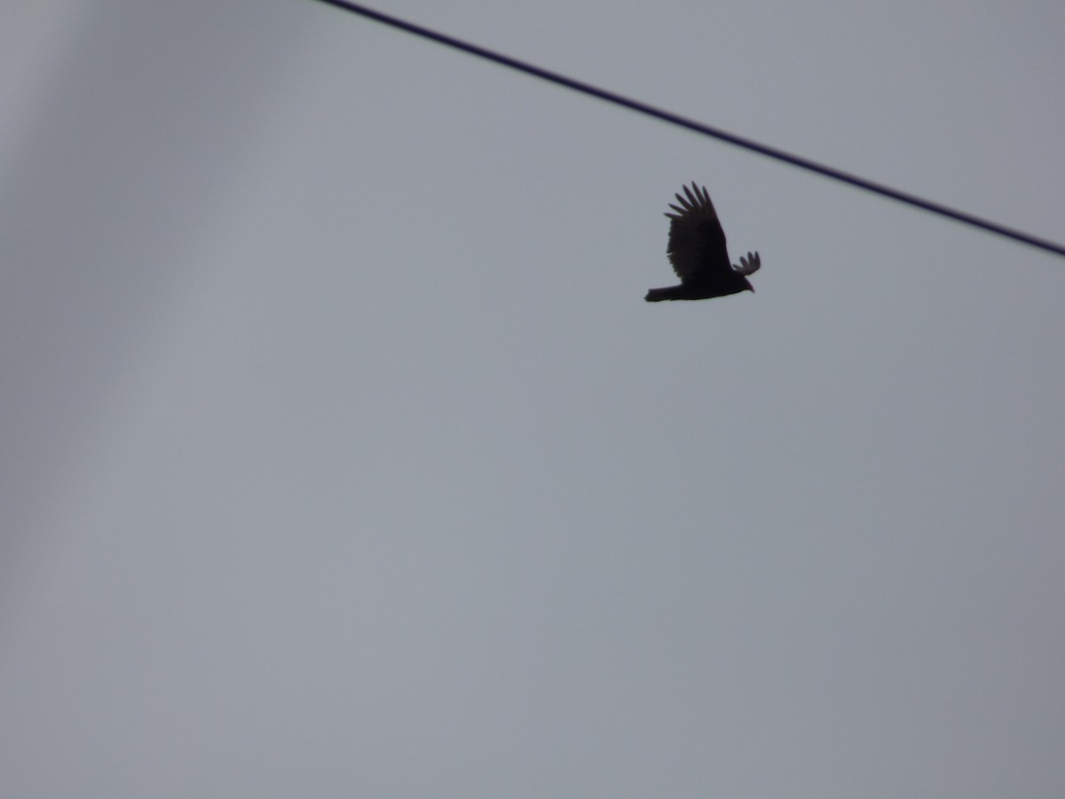 Turkey Vulture - ML632320589