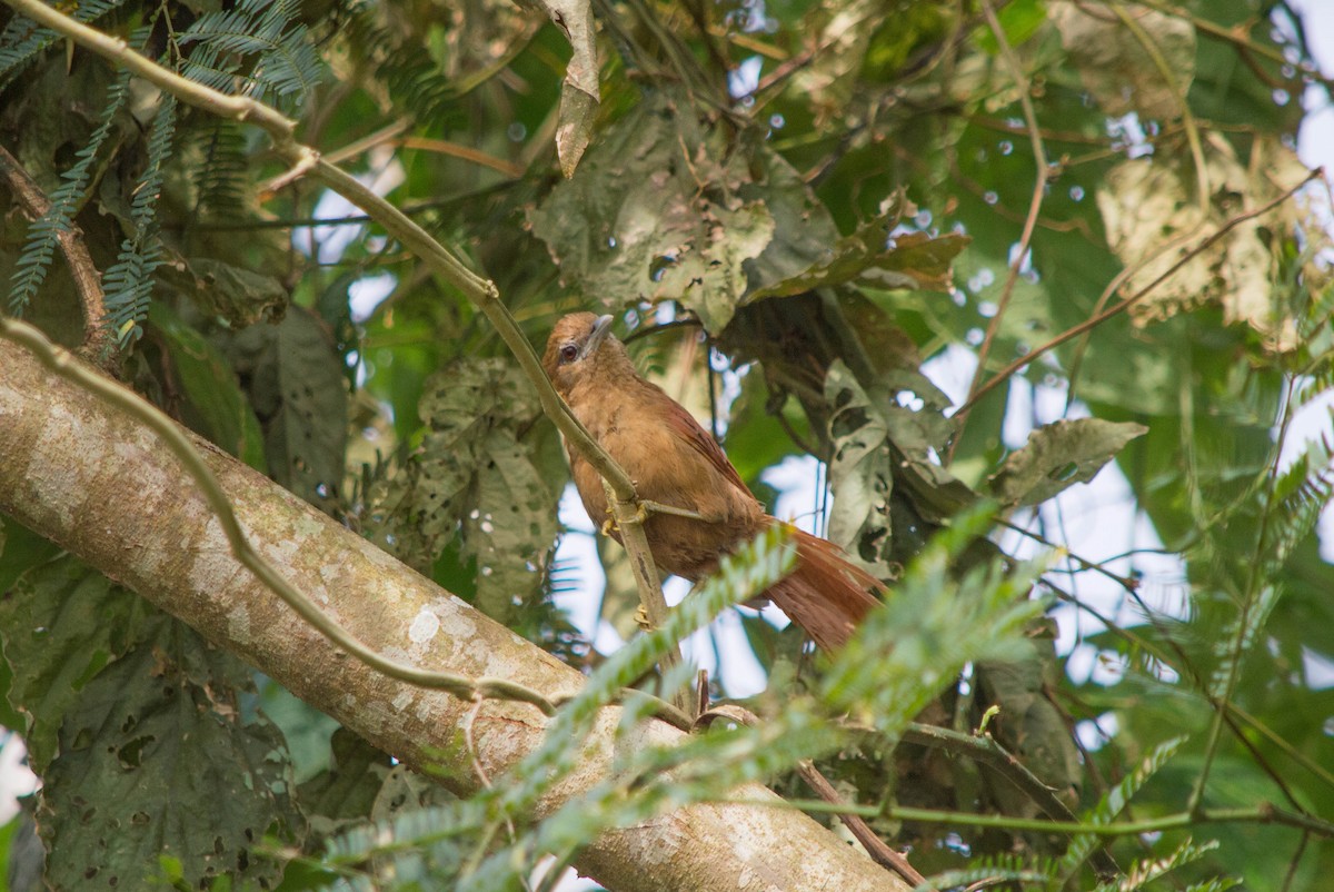 Plain Softtail - ML632320636