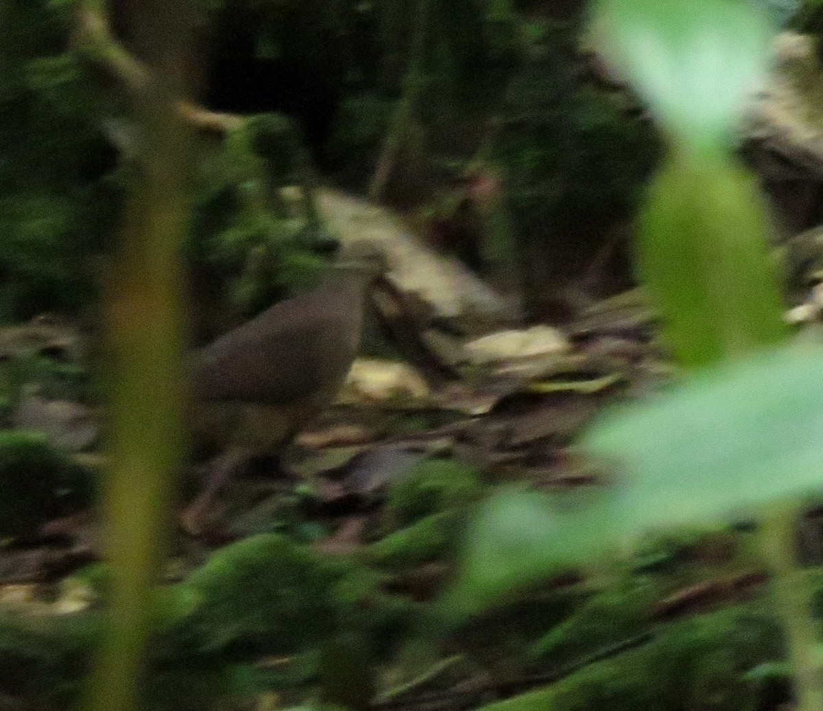Lined Quail-Dove - ML632320651