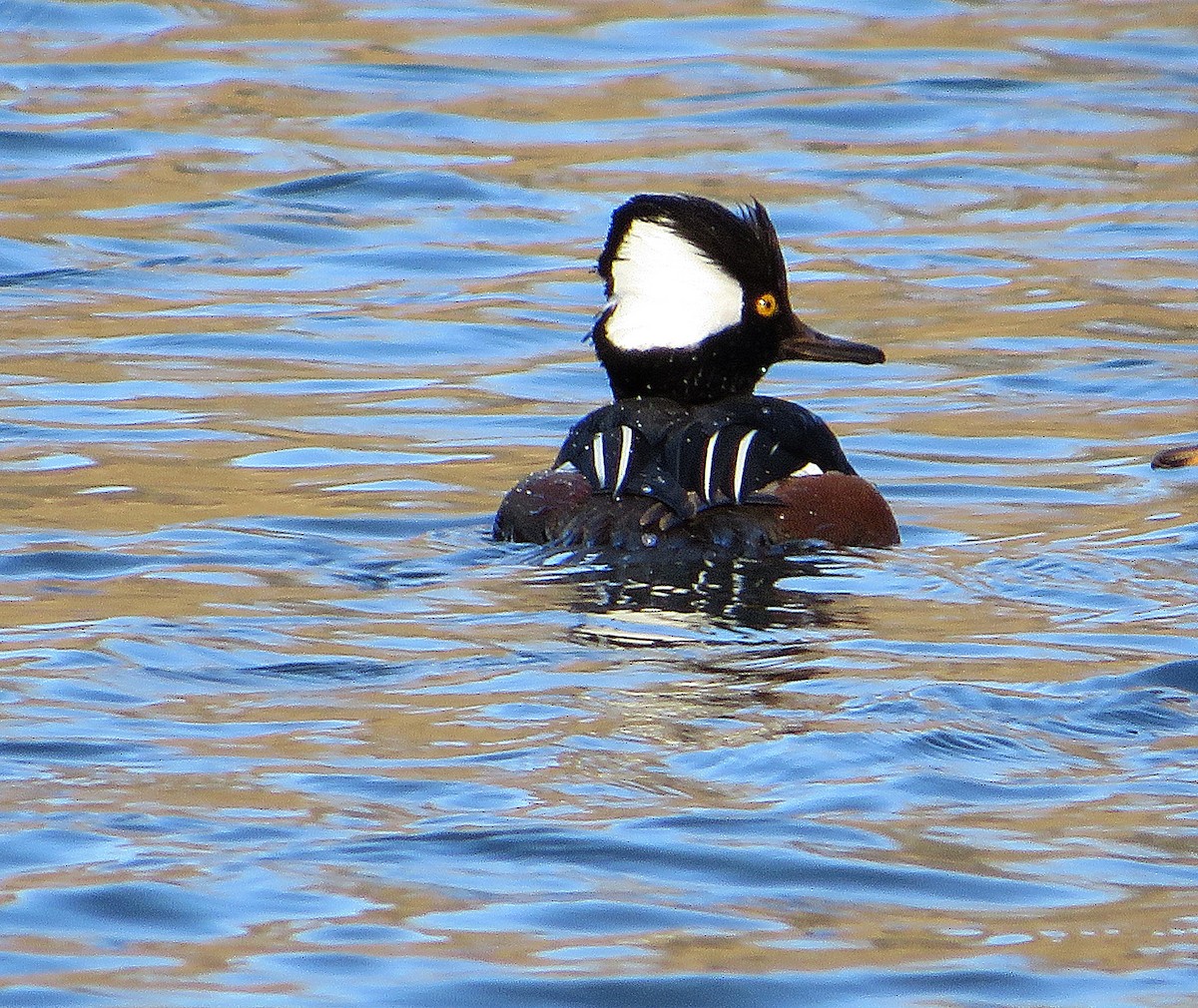 Hooded Merganser - ML632320682