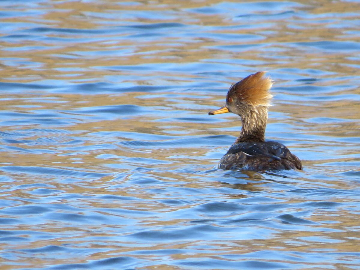 Hooded Merganser - ML632320684