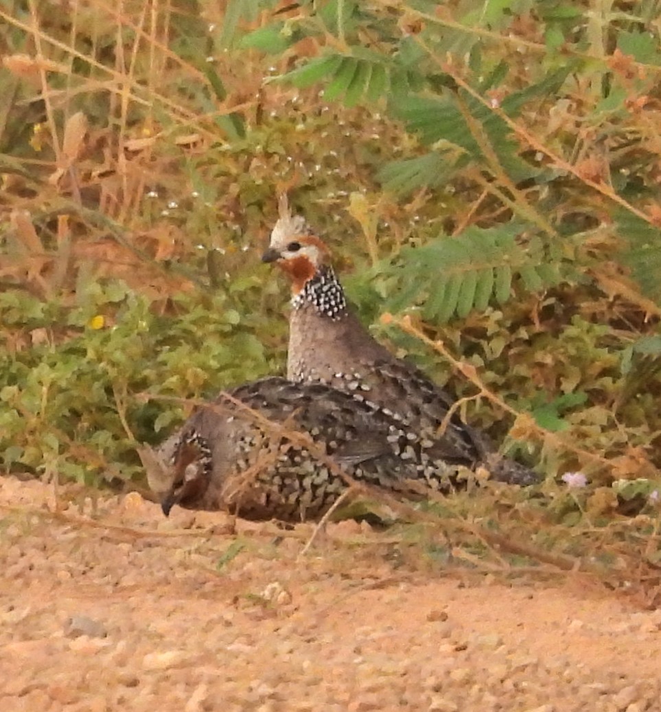 Crested Bobwhite - ML632320772