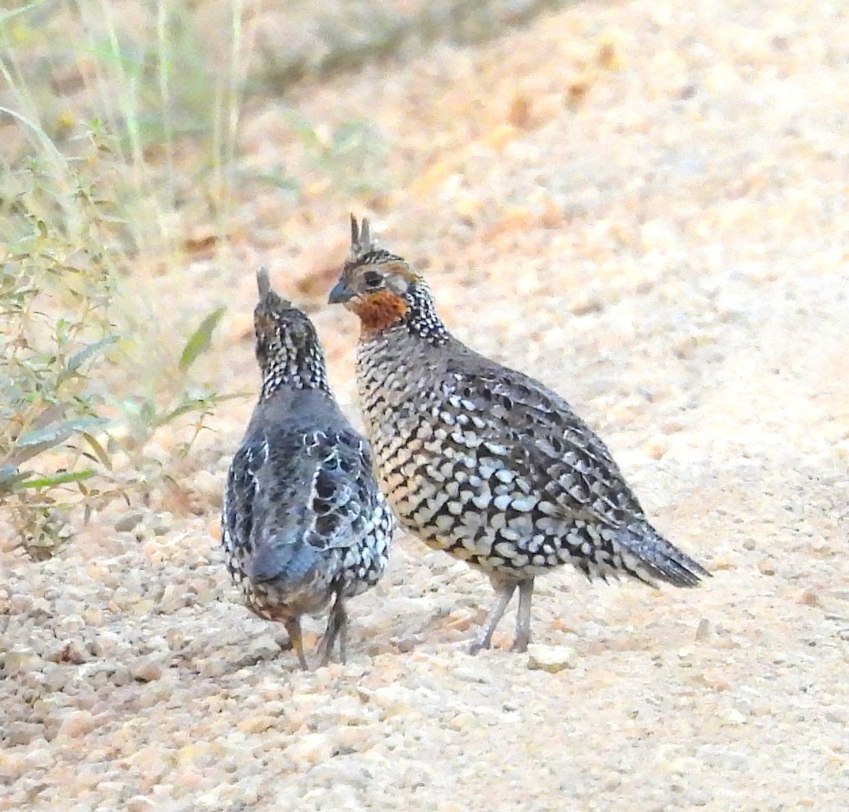 Crested Bobwhite - ML632320773