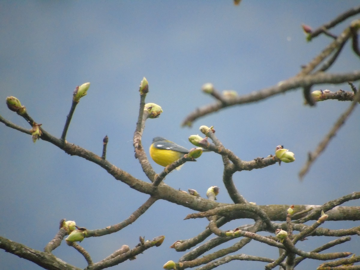 Tropical Parula - ML632320804